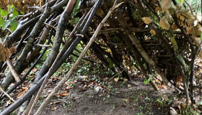 woods and shelter building (1)